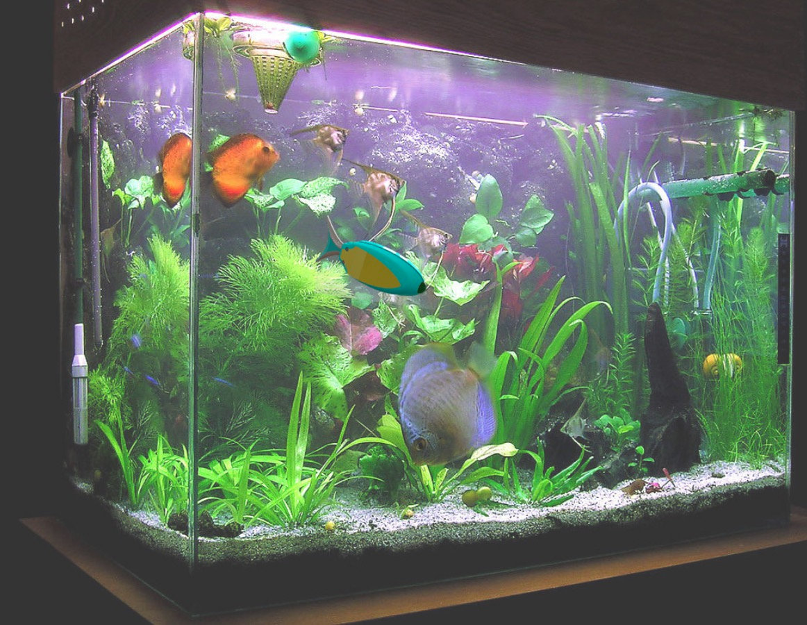 RISH: Robot for The Aquarium — image 6